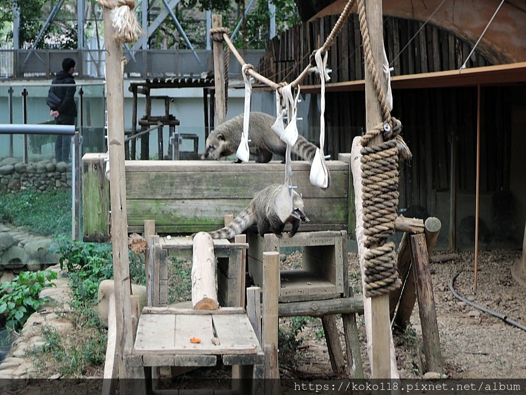 112.1.26 新竹動物園-長鼻浣熊.JPG