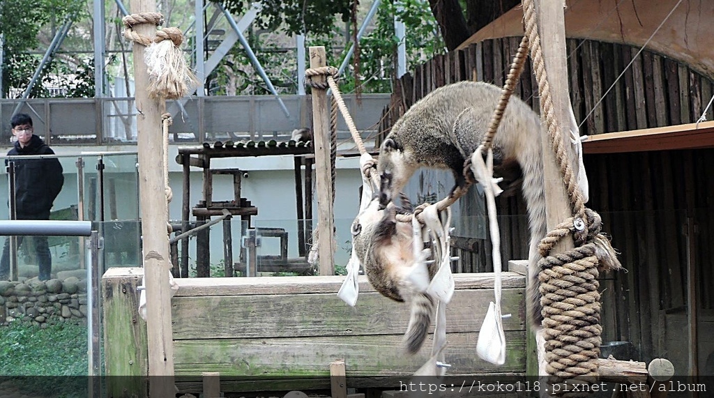 112.1.26 新竹動物園-長鼻浣熊2.JPG