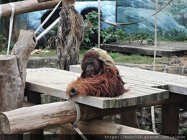 112.1.26 新竹動物園-紅毛猩猩8.JPG