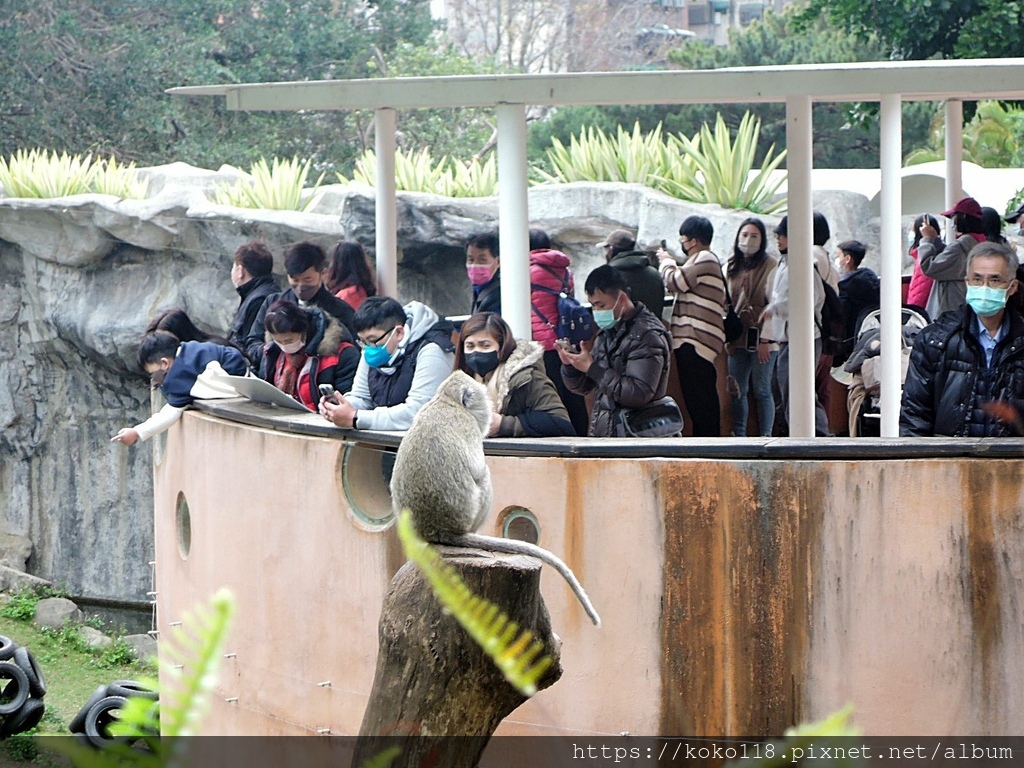 112.1.26 新竹動物園-馬來猴.JPG