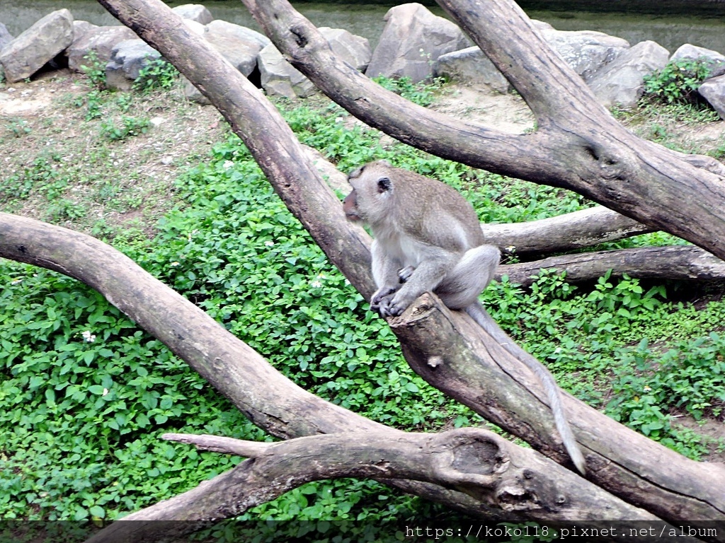 112.1.26 新竹動物園-馬來猴3.JPG