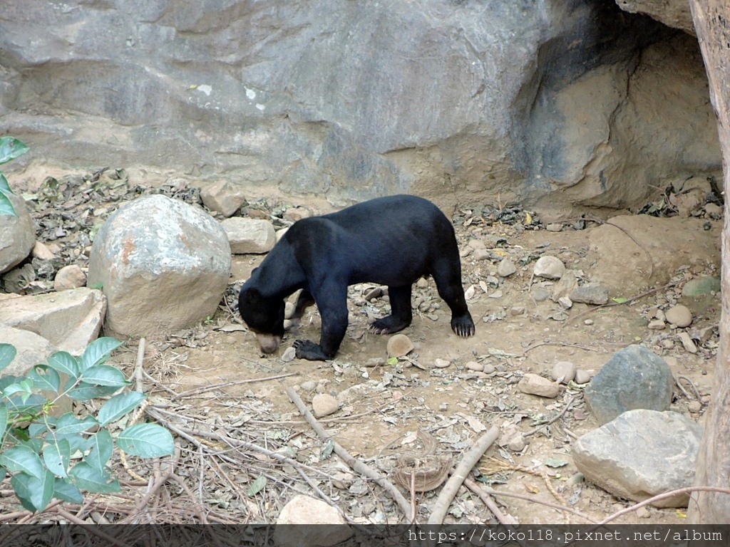 112.1.26 新竹動物園-馬來熊2.JPG