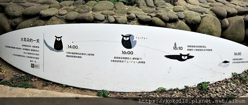 112.1.26 新竹動物園-黃魚鴞的家-大耳朵(黃魚鴞)的一天1.JPG
