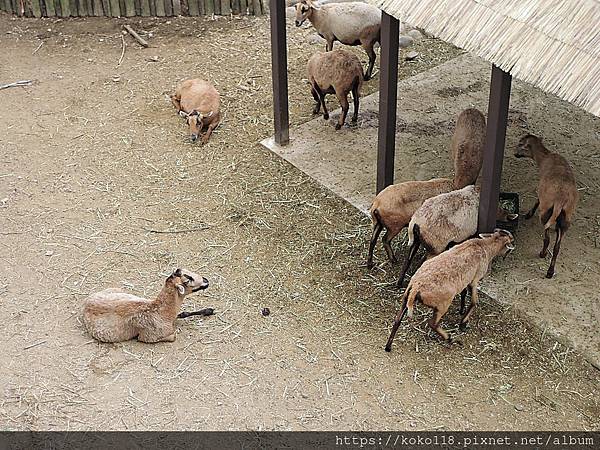 112.1.26 新竹動物園-黑肚綿羊2.JPG