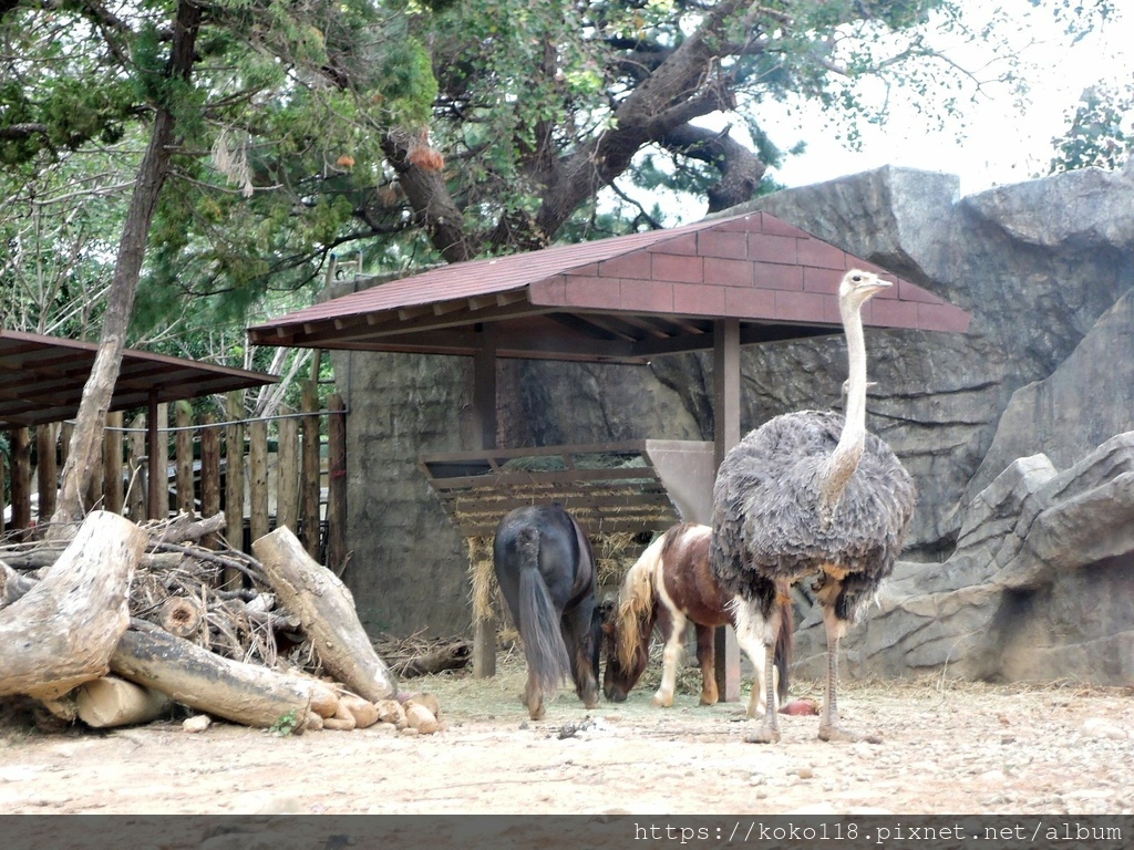 112.1.26 新竹動物園-駝鳥,矮種馬.JPG