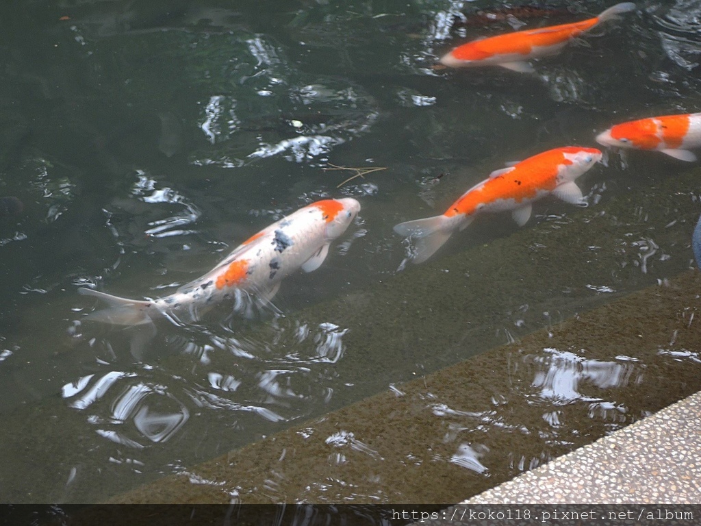 112.1.26 新竹動物園-錦鯉.JPG