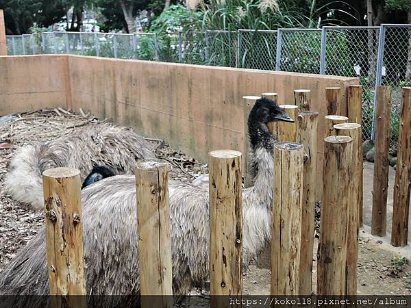 112.1.26 新竹動物園-鴯鶓1.JPG