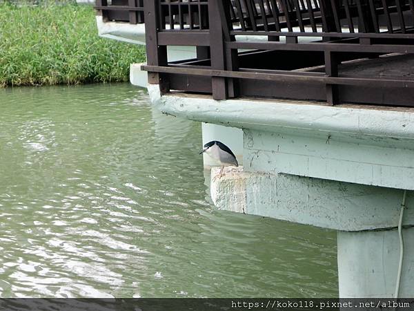 112.2.3 新竹公園-夜鷺.JPG