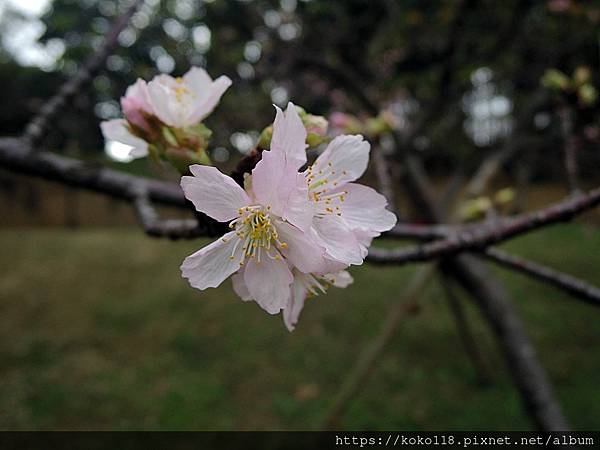 112.2.3 新竹公園-河津櫻11.JPG