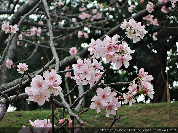 112.2.3 新竹公園-河津櫻14.JPG