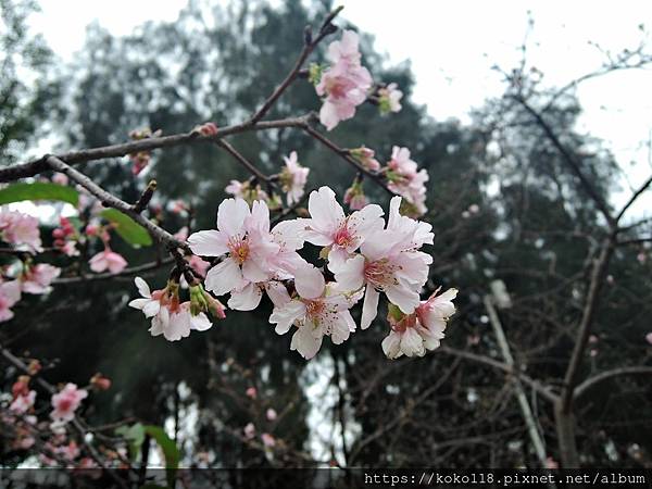 112.2.3 新竹公園-河津櫻17.JPG