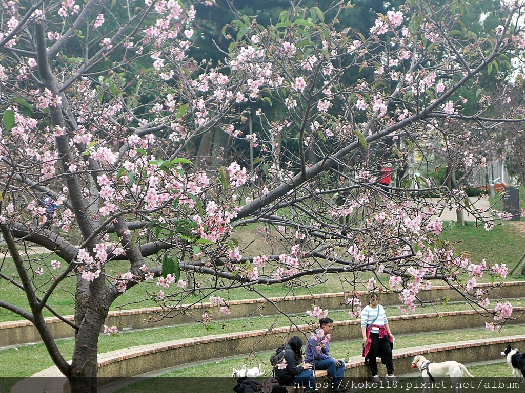 112.2.3 新竹公園-河津櫻19.JPG