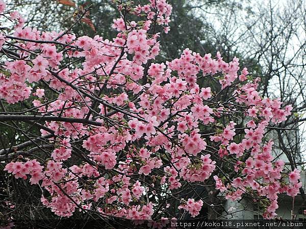 112.2.3 新竹公園-寒櫻19.JPG