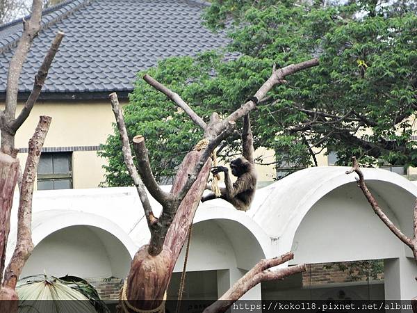 112.2.3 新竹動物園-灰長臂猿.JPG