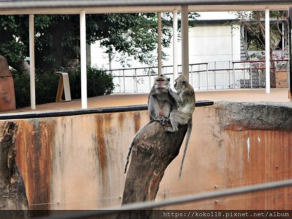 112.2.3 新竹動物園-馬來猴2.JPG
