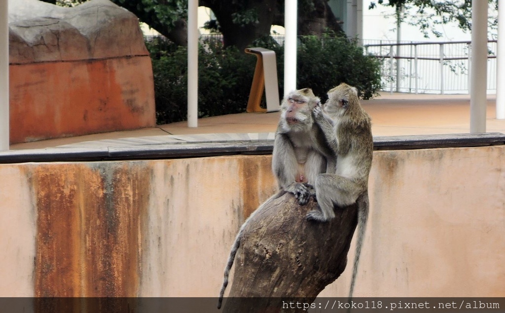 112.2.3 新竹動物園-馬來猴3.JPG