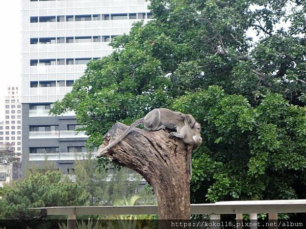 112.2.3 新竹動物園-馬來猴7.JPG