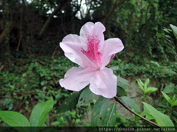 112.2.4 十八尖山-杜鵑花.JPG