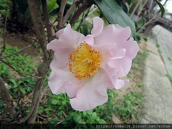 112.2.4 東山濕地生態教學公園外-茶花.JPG