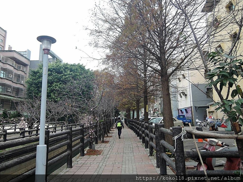 112.2.4 東山濕地生態教學公園外-落羽松.JPG