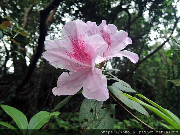 112.2.7 十八尖山-杜鵑花2.JPG