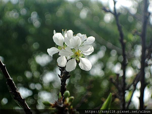 112.2.17 竹蓮市場-李花.JPG