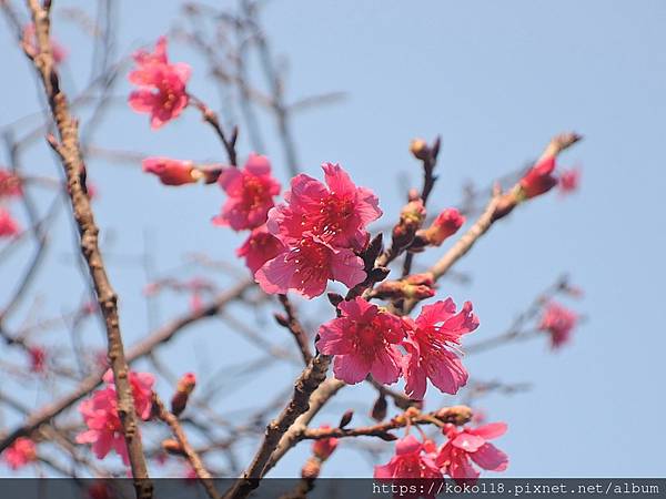 112.2.17 新竹公園-山櫻花1.JPG