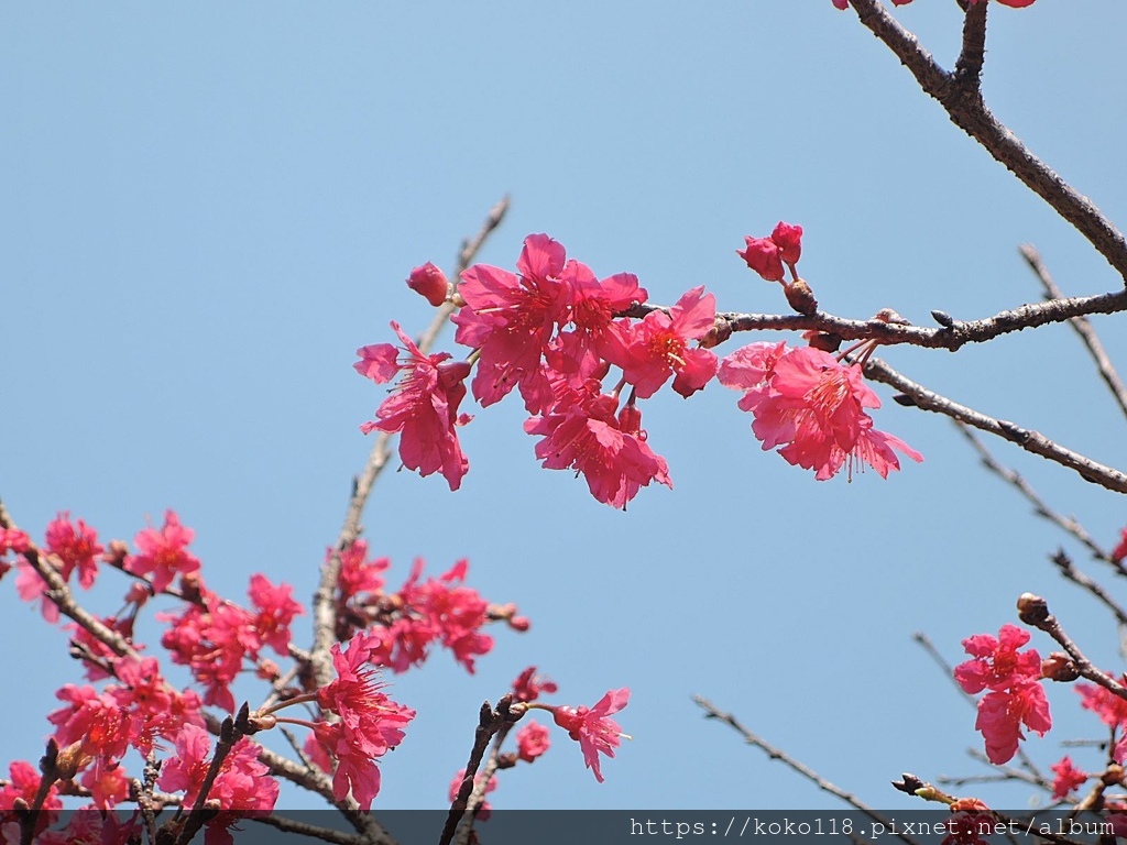 112.2.17 新竹公園-山櫻花13.JPG