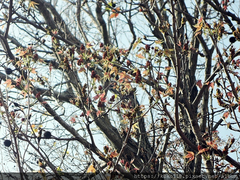 112.2.17 新竹公園-楓香(花)2.JPG