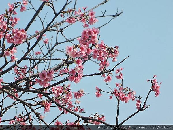 112.2.17 新竹公園-櫻花6.JPG