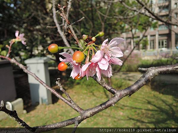 112.2.17 新竹公園-櫻花32.JPG