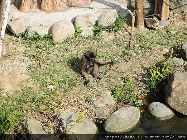 112.2.17 新竹動物園-灰長臂猿4.JPG