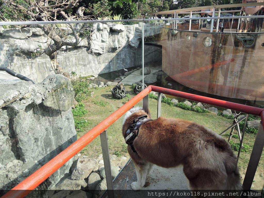 112.2.17 新竹動物園-看馬來猴的狗4.JPG