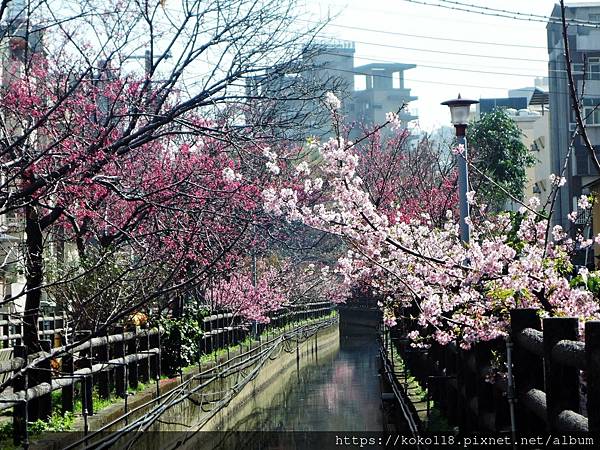 112.2.18 東山濕地生態教學公園外-山櫻花,河津櫻.JPG