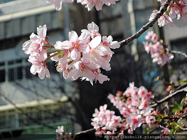 112.2.18 東山濕地生態教學公園外-河津櫻13.JPG