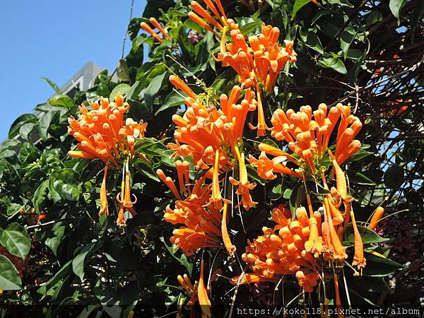 112.2.18 東山濕地生態教學公園外-炮仗花5.JPG