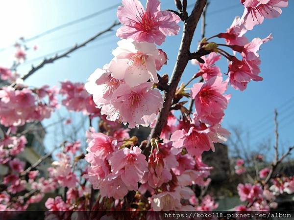 112.2.18 東山濕地生態教學公園外-寒櫻33.JPG