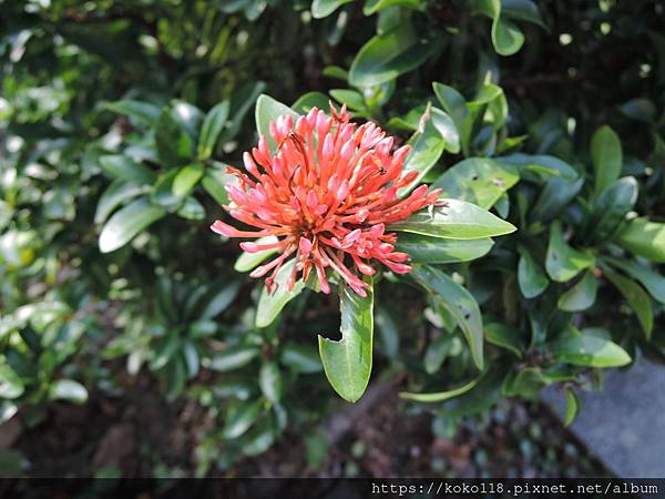 112.2.18 東山濕地生態教學公園-矮仙丹花.JPG