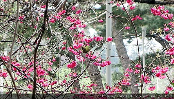 112.3.2 新竹公園-八重櫻,綠繡眼1.JPG