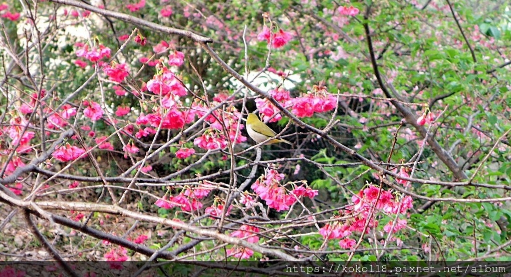 112.3.2 新竹公園-八重櫻,綠繡眼2.JPG