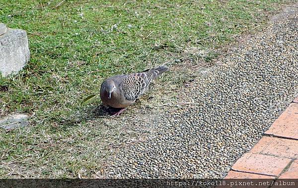 112.3.2 新竹公園-金背鳩1.JPG