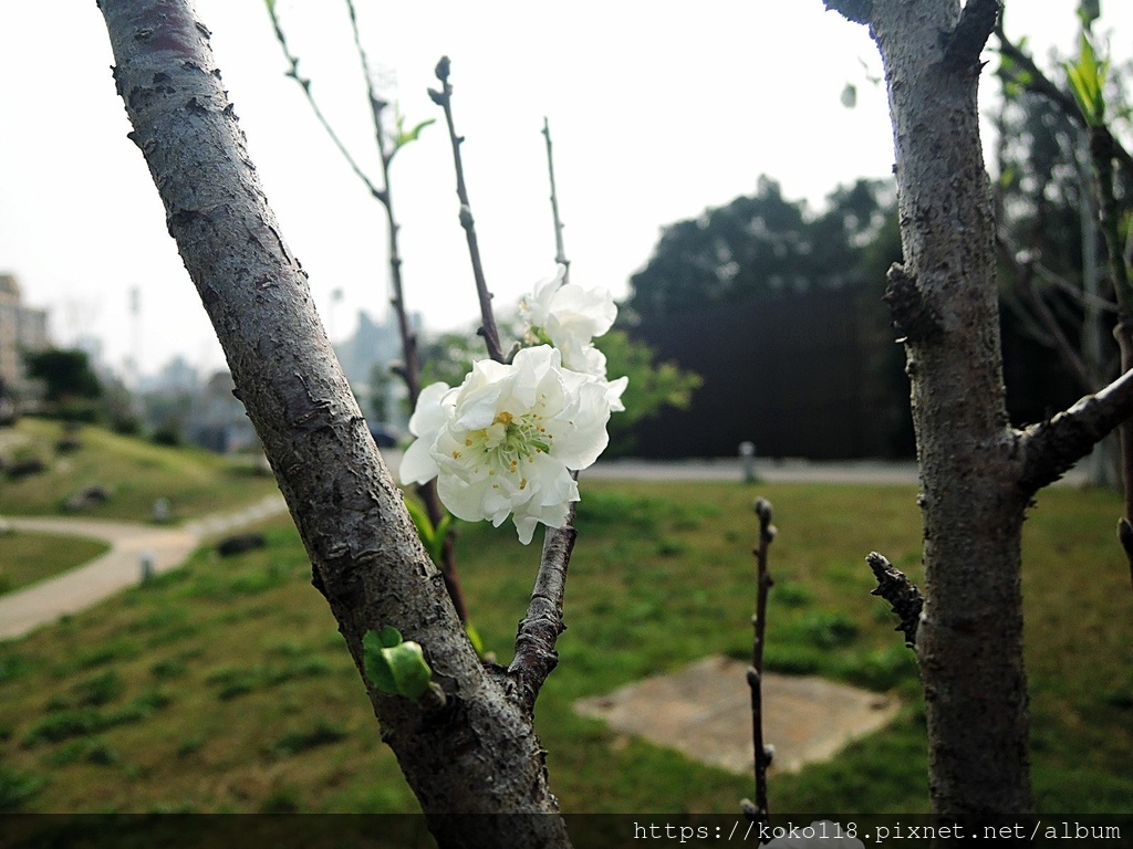 112.3.2 新竹公園-碧桃花.JPG