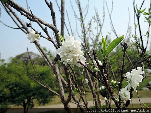 112.3.2 新竹公園-碧桃花2.JPG