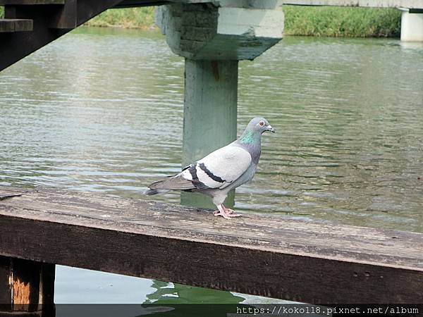 112.3.2 新竹公園-鴿子.JPG