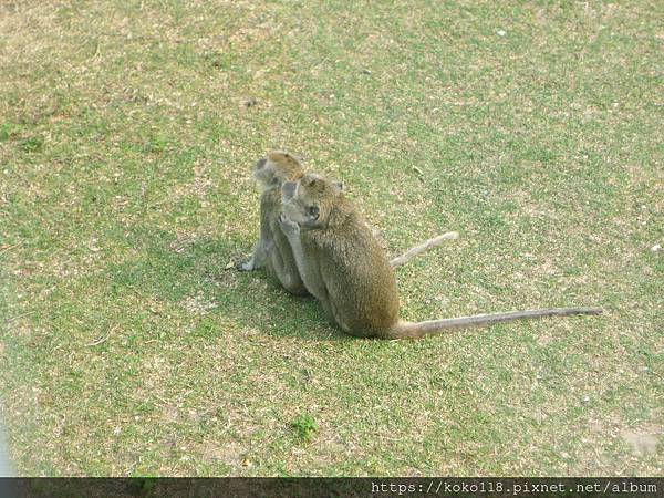 112.3.2 新竹動物園-馬來猴2.JPG