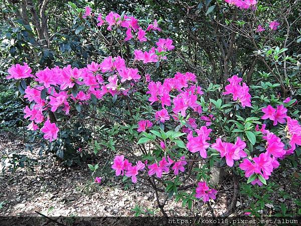 112.3.8 十八尖山-杜鵑花3.JPG