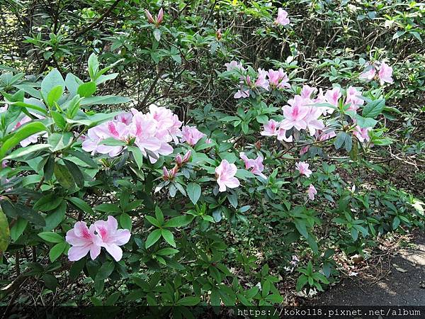 112.3.8 十八尖山-杜鵑花4.JPG