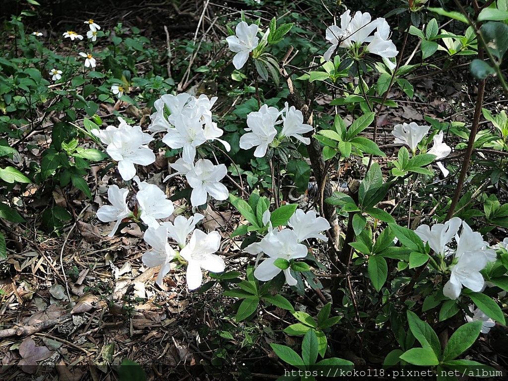 112.3.8 十八尖山-杜鵑花6.JPG