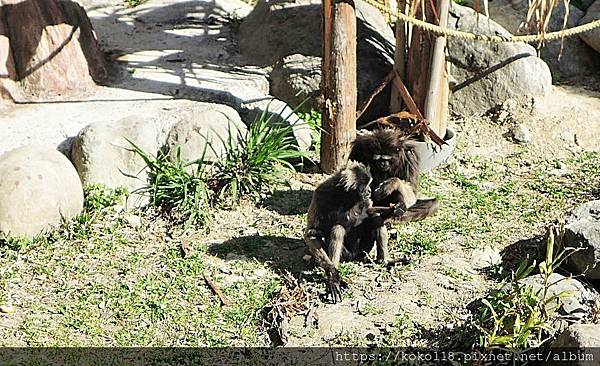 112.3.10 新竹動物園-灰長臂猿1.JPG