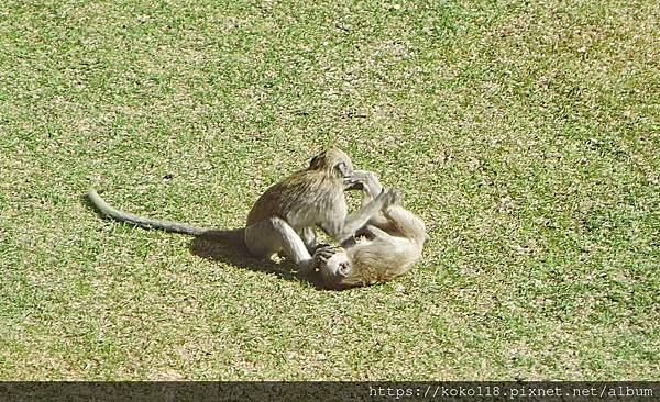 112.3.10 新竹動物園-馬來猴1.JPG